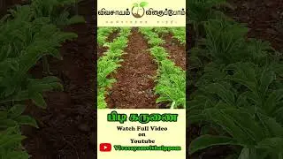 செம்மண்ணில் நன்றாக விளைச்சல் தரும் #கருணைக்கிழங்கு #vivasayamvithaipom #shorts #vvkrishna