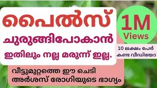 063 |പൈൽസ് ചുരുങ്ങാൻ കാട്ടപ്പ എങ്ങനെ ഉപയോഗിക്കാം