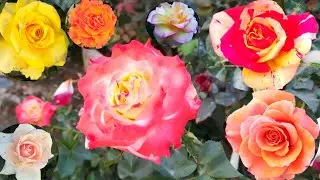 Some Beautiful Rose Varieties | Rose Flower | Best Rose Varieties In India