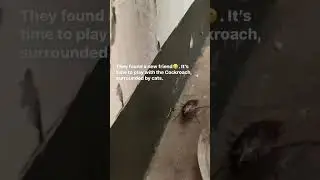 2 Cats vs. 1 Cockroach