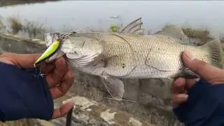Mancing pake lure anggreani rod Ul cangkek 3lb  jos lure relix