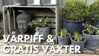 GRATIS VÄXTER! Tar sticklingar på HORTENSIA, BUXBOM & LAVENDEL - TRÄDGÅRDSDESIGNERN TIPSAR I VLOGG