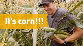 Creating the corn maze at The Pumpkin Patch | Oregon Odd Jobs