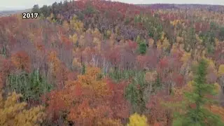 Where to find the peak Minnesota fall colors