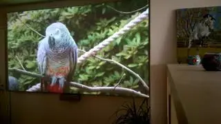 projector paint v5.0