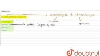 In Sponges, gametes are derived from  | 11 | ANIMAL KINGDOM  | BIOLOGY | AAKASH SERIES | Doubtnu...