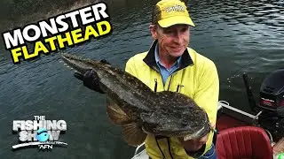 FLATHEAD FRENZY! Catching & Identifying Flathead