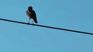 Freedom the Parrot Grunts at Red Shouldered Hawk on Wire on Orange Street by Palm Tree Nursery! 