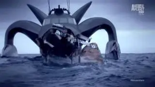 Whale Wars during 4 campaings...