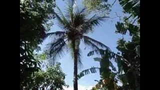 AELSON DO COCO
