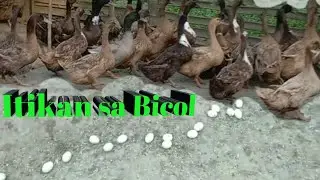 ITIKAN  SA BICOL | DAILY BLESSINGS | CentTV
