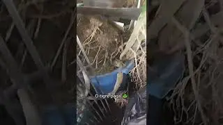 Live harvest ng aking dragon fruit na nakatanim sa timba|JNDV TV