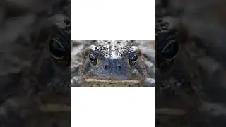 Toad close up  #shorts