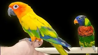 مقارنة بين ببغاء الشمس الصن كونيور و ببغاء لوري جرين نابد مميزات و عيوب و كل ما تريد معرفته عنهما