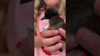 Our baby ducks. ❤️ 4 days old. 🦆 Still learning to walk. #duckling