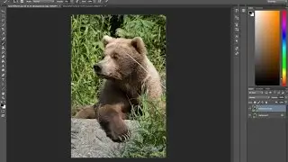 Photoshop Tip:  Key elements of editing wildlife images.  Eyes, shadows and distractions