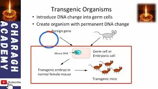 Transgenic Organisms || Genetically Modified Organisms (GMOs)
