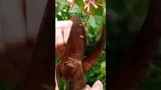 How To Grow Hamelia Plant From Cutting