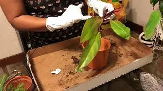 Heart Fern Plant