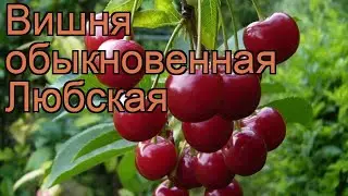 Вишня обыкновенная Любская (prunus cerasus liubskaia) 🌿 обзор: как сажать, саженцы вишни Любская
