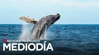 En video: Las ballenas jorobadas cumplen con su rito anual de llegar a Ecuador | Noticias Telemundo