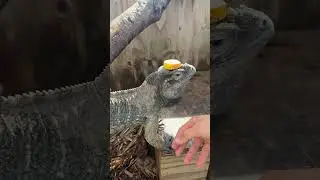Frank is an expert banana balancer! 🍌 #rockiguana #iguana #rhinoiguana #cyclura #reptile #florida