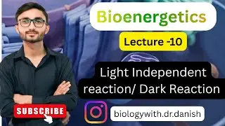 Introduction to Light Independent Reaction (Dark Reaction) | Calvin Cycle |Bioenergetics|Class 11