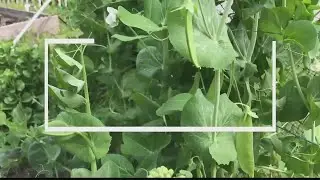 How to grow onions in the south