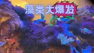 海缸最丑陋的阶段，羽毛藻大爆发！