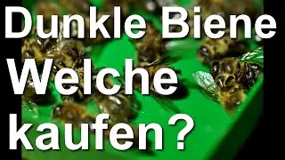 Dunkle Biene: Welche K&ouml;niginnen kaufen? Tipp zum Kauf reiner Dunkler Bienen Apis mellifera mellifera