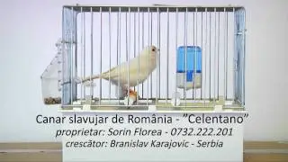 Canar slavujar de Romania - campionul Serbiei juniori 2010 