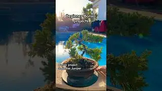 #Bonsai project: Japanese #Juniper #plantlover #comofazerbonsai #diybonsai