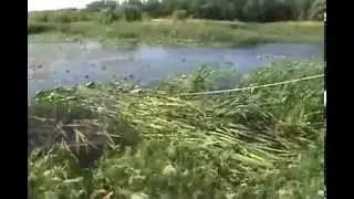 How to cut cattails