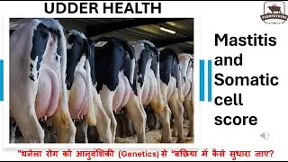 Mastitis and Somatic cell score| How good bulls prevents mastitis in future cows #Genomicbulls