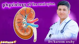 📚  (L1) Functional organization of the kidney & RBF