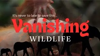 Vanishing Wildlife: Can we save them? #endangeredspecies  #animallover #naturelover #saveplanetearth