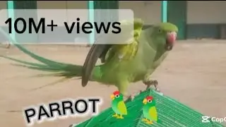 My beautiful green parrot spreading its wings 🦜💚