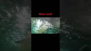 #shark@waterworld