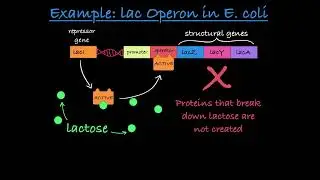 Environment Impact on Phenotype Explained: Lac Operon Example