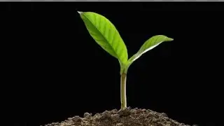 Growing seeds in 3d hologram 180 ANIMATION 🌱🍀🌿☘️🪴🍃🌳🌲🪴💐🌷⚘️