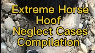 Extreme Neglected Horse Hoof Cases