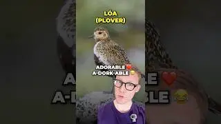 Learning Iceland&rsquo;s Most Iconic Animals in Icelandic! 🇮🇸