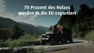 Illegaler Holzschlag in der Ukraine