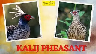 Kalij Pheasant in its habitat #kalijpheasant #kalij #naturallywild
