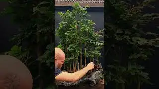 1 Year in 1 Minute - Beech Bonsai  Forest