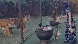 Tiger feeding time!