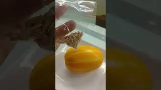Saving Korean Melon Seeds 🍈 🍉