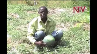 On the farm: Water melon growing