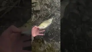 Jolie Gardon 🐟🎣 #p&ecirc;che #fish #p&ecirc;cheurs #gardon