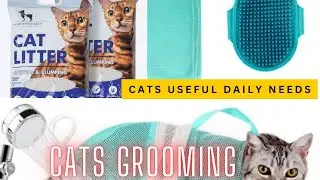 Cats Useful information on daily Needs|Basic Needs for a cat home breed| Hyderabad fusion